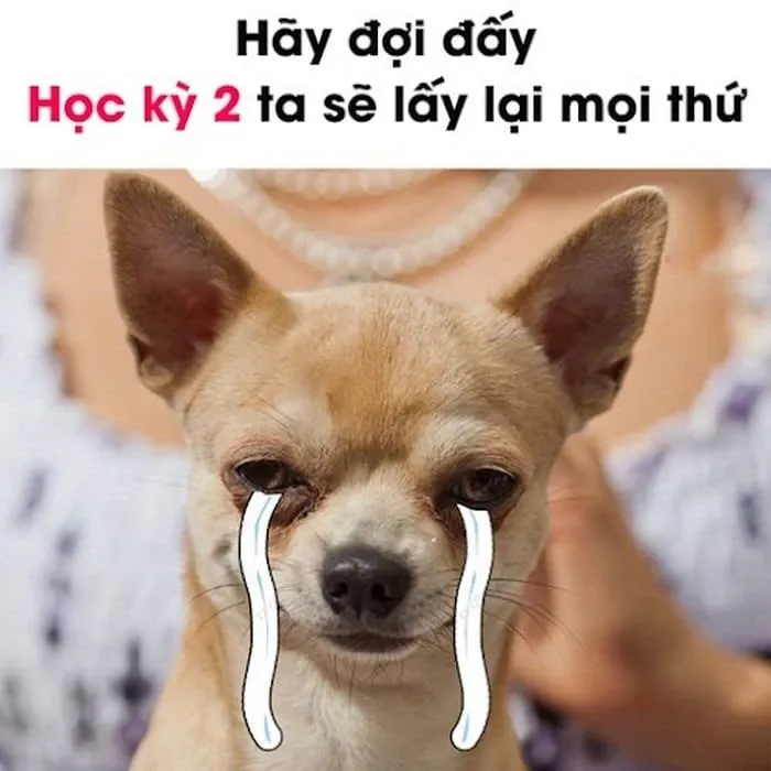 meme chờ đợi 37