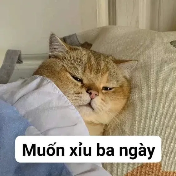 meme gục ngã 43