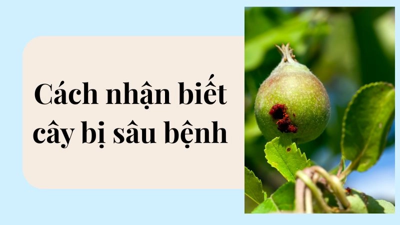 Nhìn lá – “Bộ mặt” nói lên 90% tình trạng cây đang gặp gì