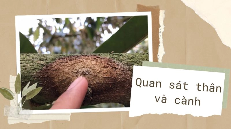 Quan sát thân và cành – Phát hiện “kẻ thù ẩn mình”