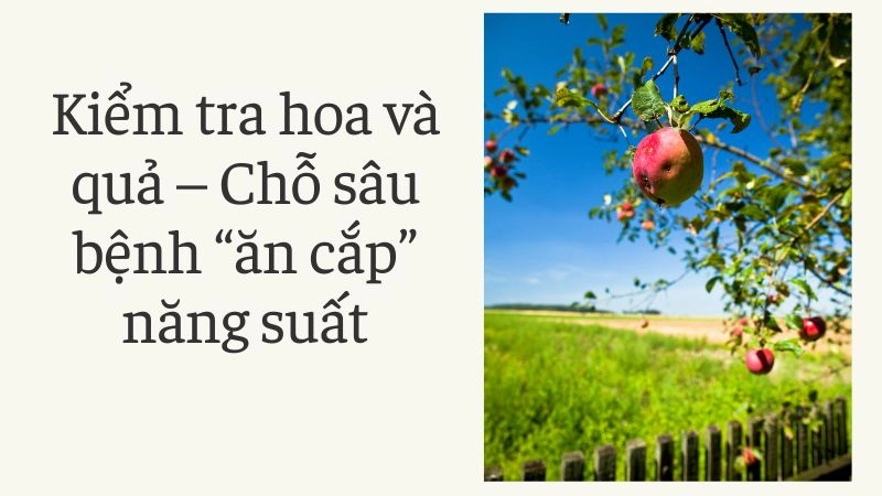 Kiểm tra hoa và quả – Chỗ sâu bệnh “ăn cắp” năng suất