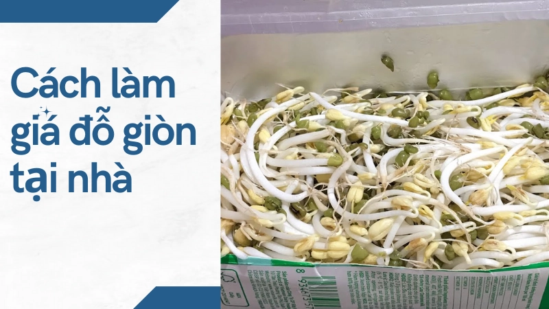 Cách làm giá đỗ tại nhà an toàn và giòn