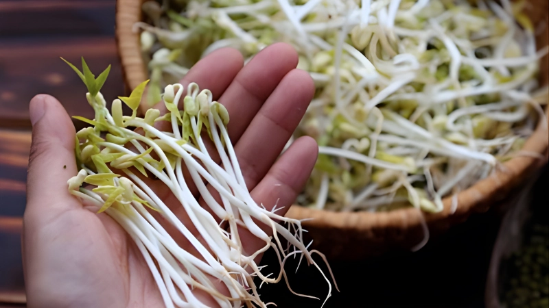 Lỗi thường gặp khiến giá đỗ bị thâm