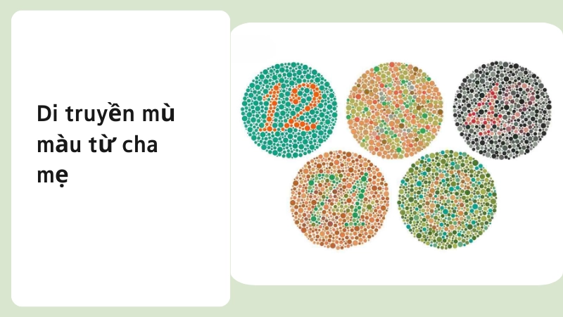 Cơ chế di truyền bệnh mù màu từ cha mẹ