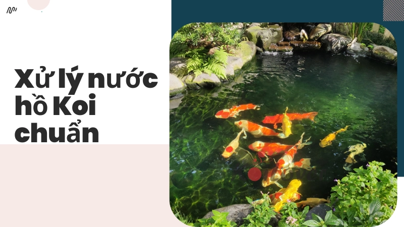 Cách xử lý nước hồ chuẩn giúp cá koi khỏe, lên màu đẹp