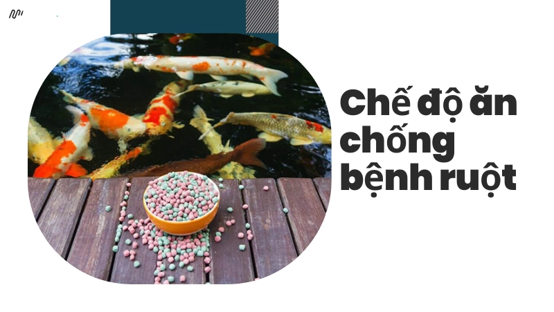 Chế độ dinh dưỡng tránh bệnh đường ruột cho cá koi