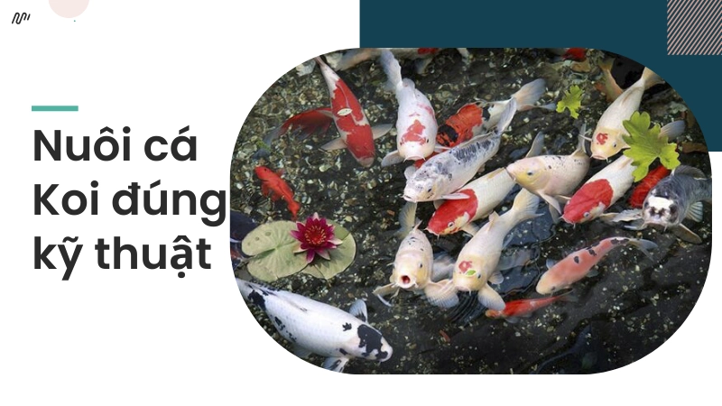 Hướng dẫn kỹ thuật nuôi cá koi bài bản cho người mới