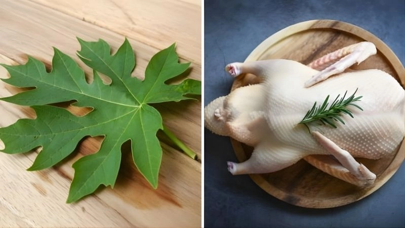 Cách dùng lá khế hoặc lá đu đủ khử mùi, sạch lông